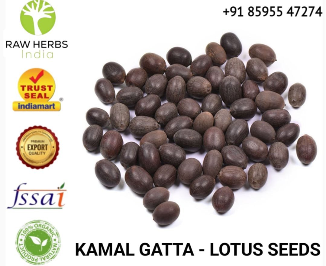 kamal kakdi seeds