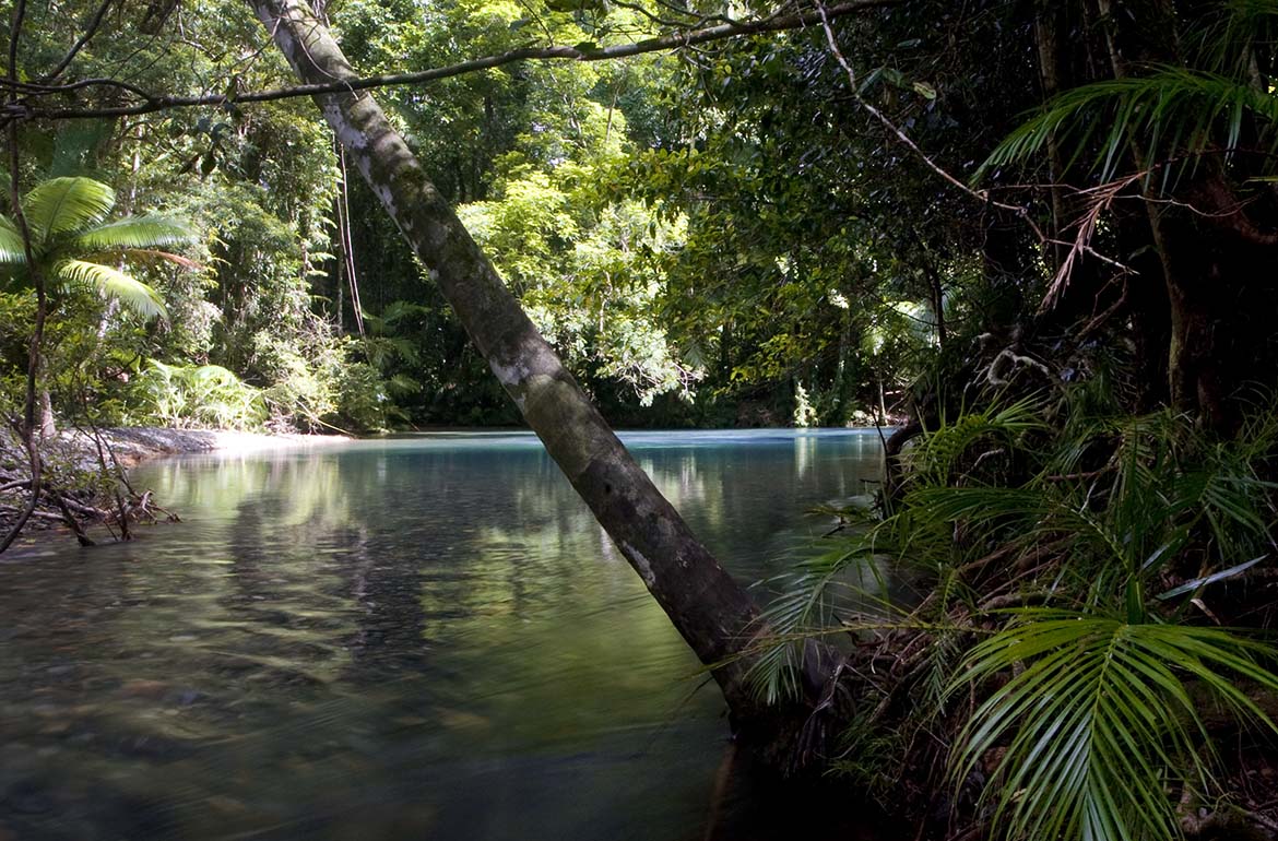 cooper creek wilderness daintree rainforest