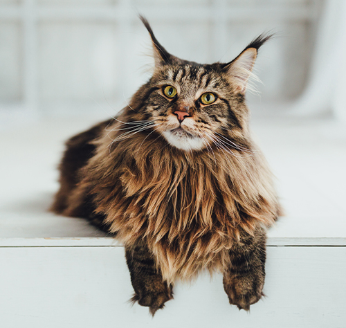 maine coon for sale bc