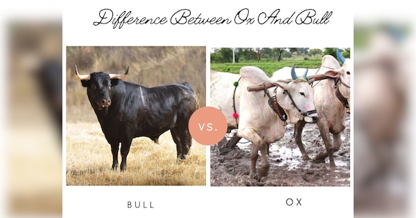 difference between ox and bull in hindi