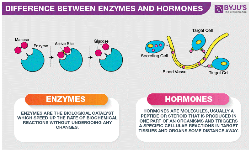 enzymes byjus