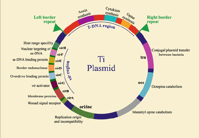 ti plasmid is obtained from