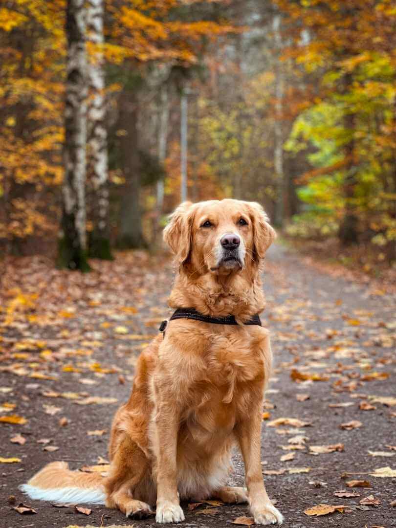 golden retriever breeders uk