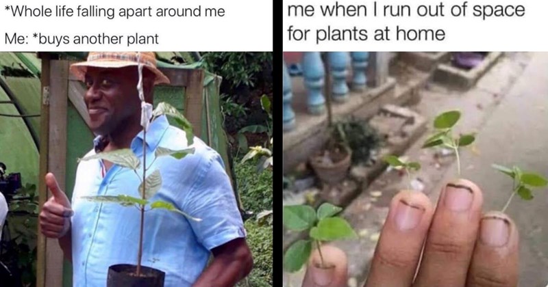 plant memes