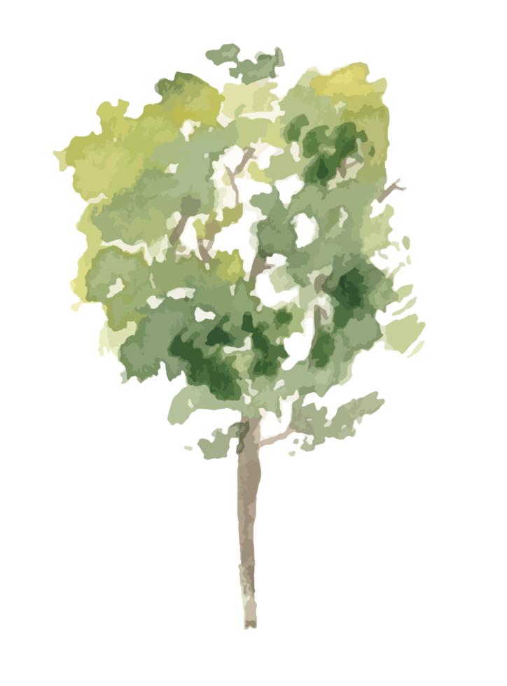 watercolor tree png