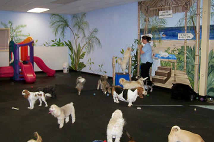 dog daycare newport beach