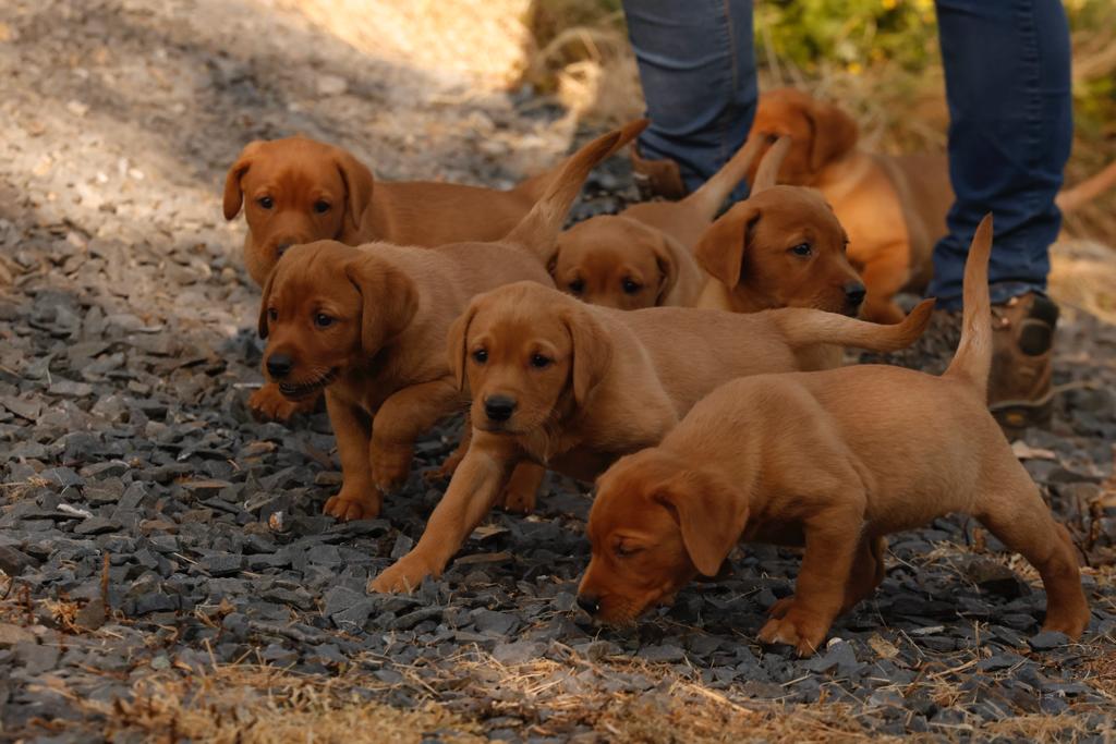 fox red labrador for sale