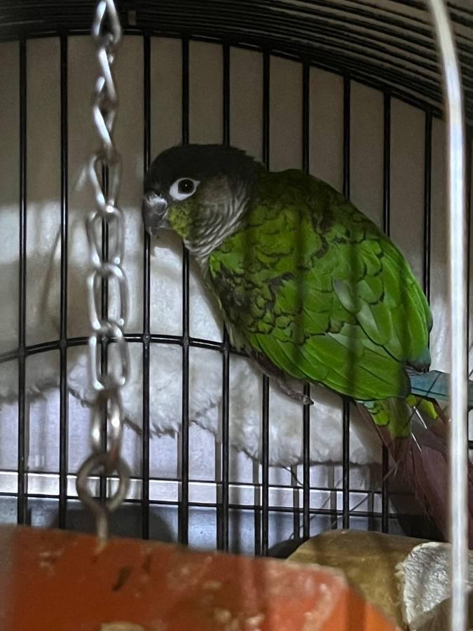 birds for sale near me craigslist