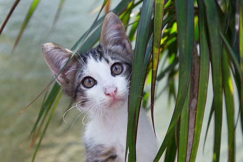 dracena cats