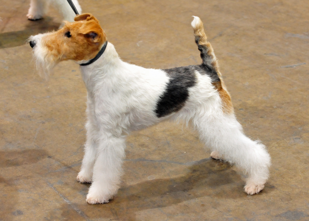 wire fox terrier for sale