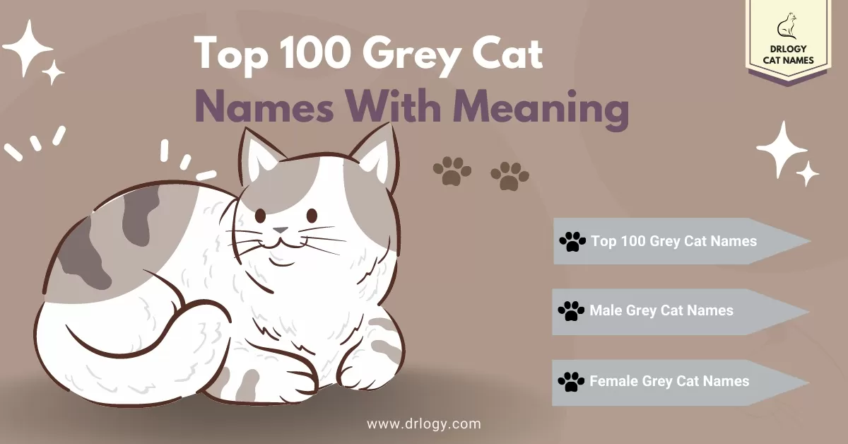 female cat names grey