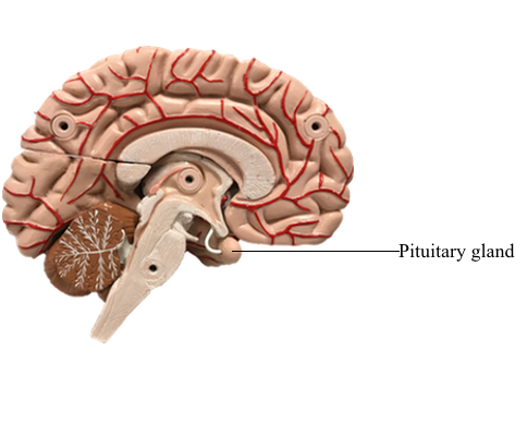 what is infundibulum in the brain