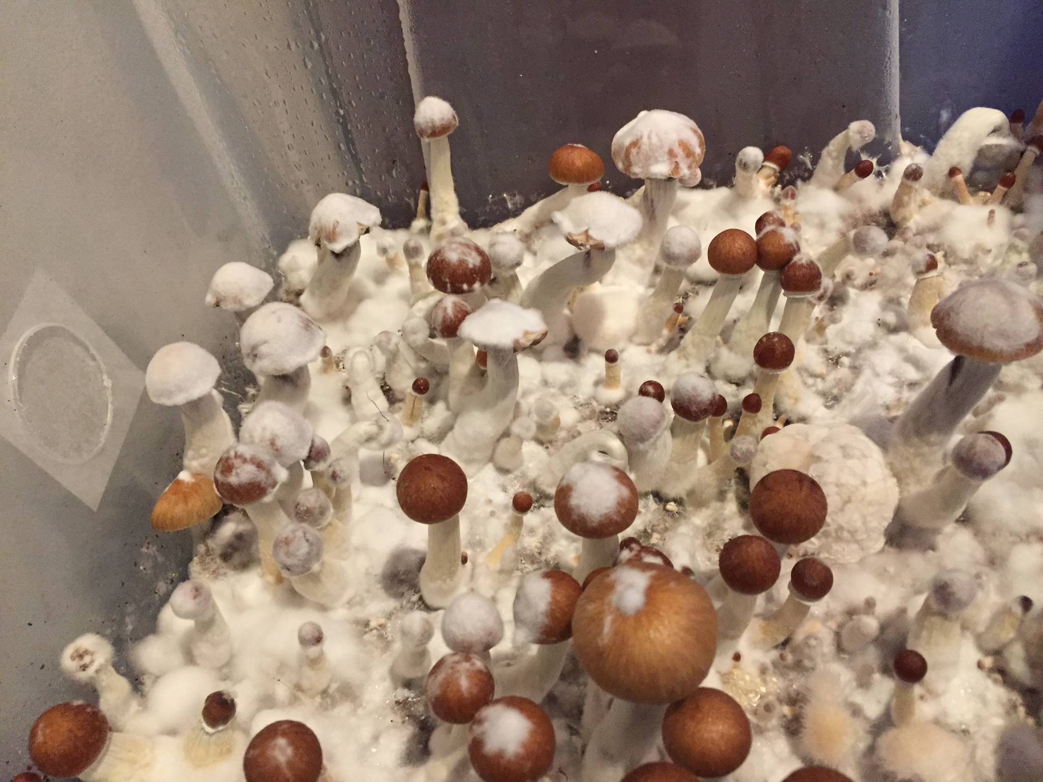 shroomery