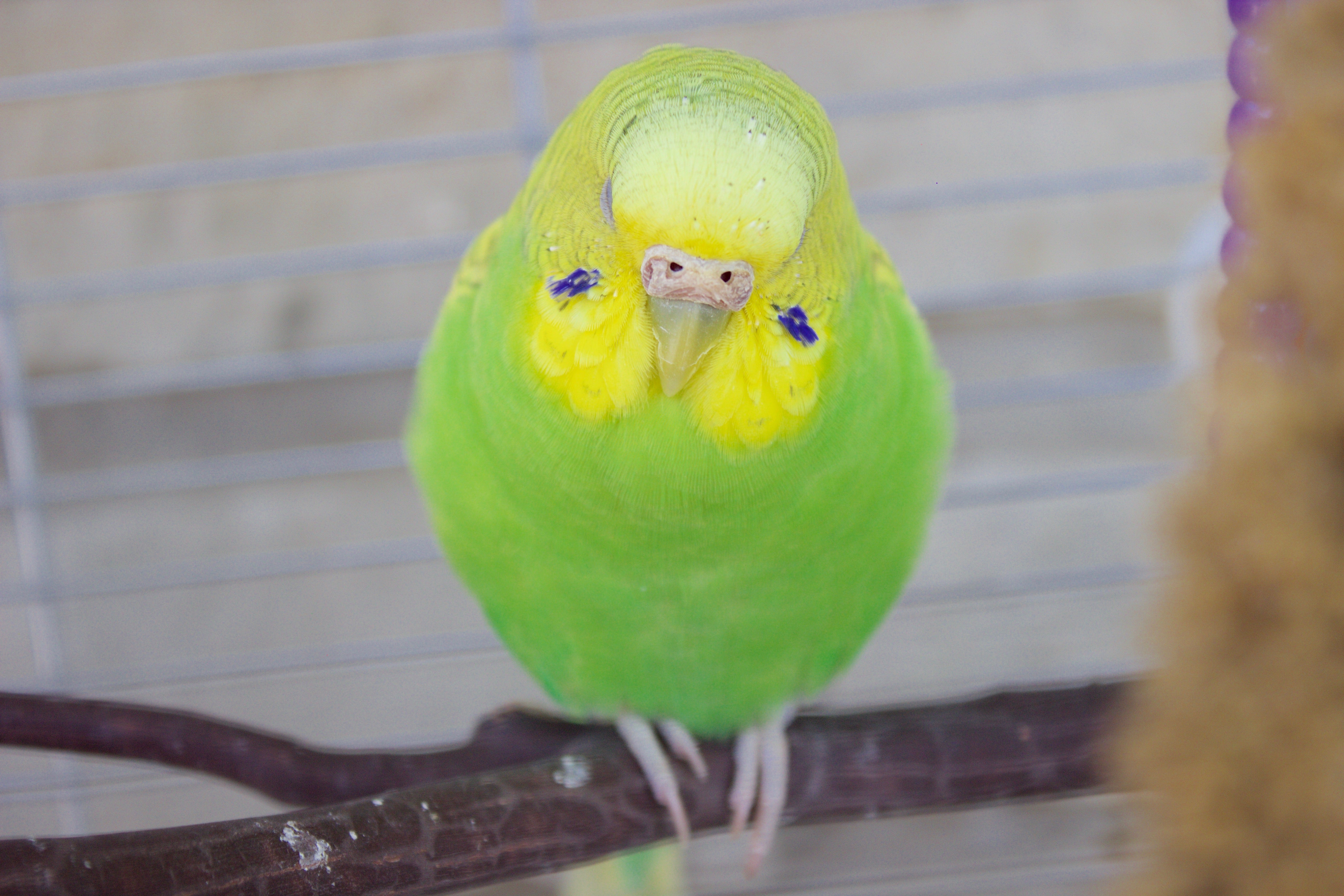 budgie cere