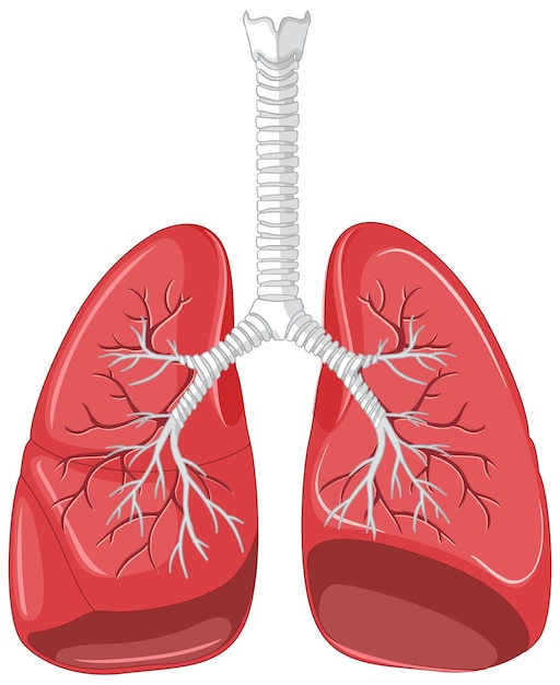 lungs cartoon