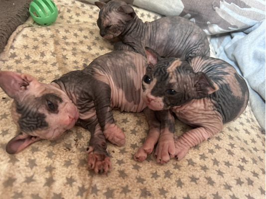 sphynx cat for sale birmingham