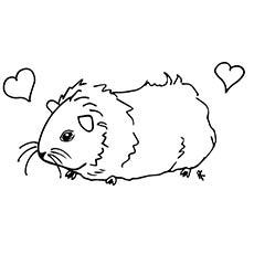 guinea pigs colouring pages