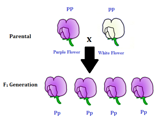 monohybrid cross definition class 10