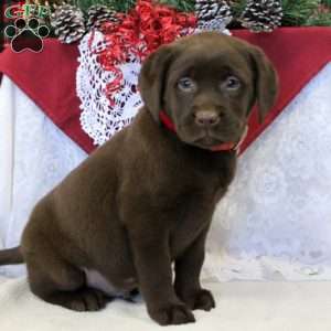 chocolate lab retriever puppies for sale