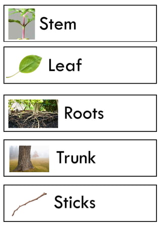 plants flashcards pdf