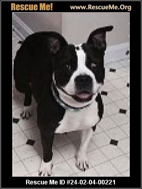 boston terrier rescue maryland