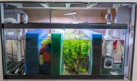 sump fish tank setup