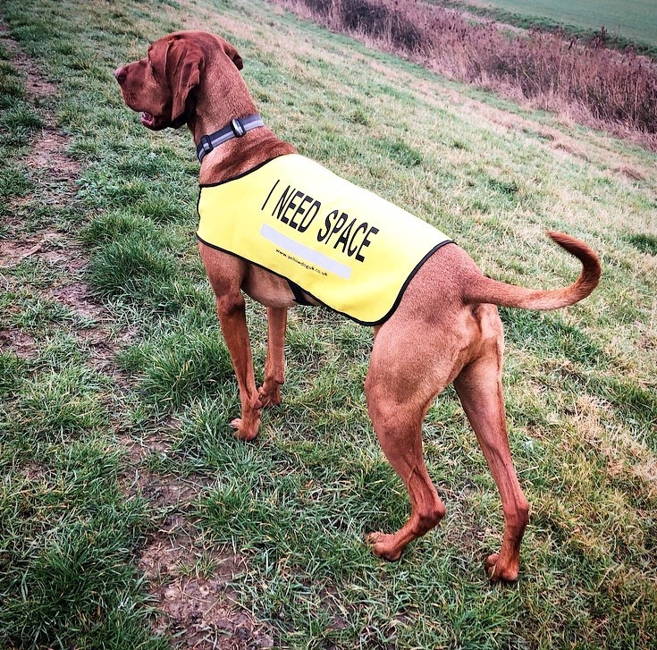 i need space dog vest