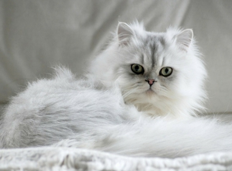 chinchilla persian