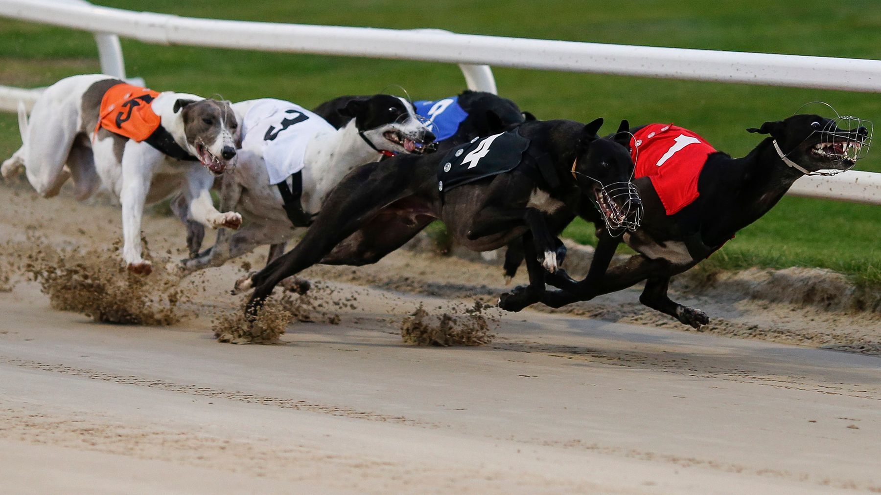 greyhound dog racing results