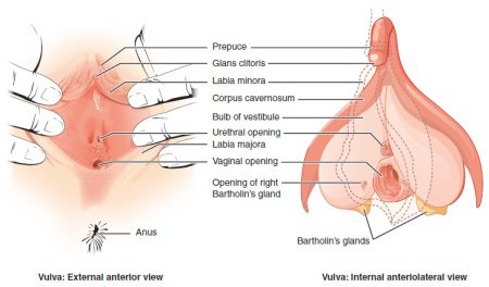 how to eat out a female