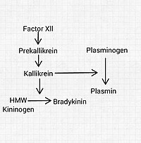 kallikrein