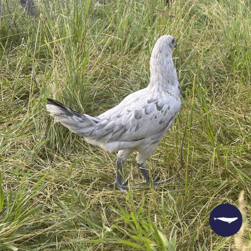 flarry eyed grey gamefowl for sale