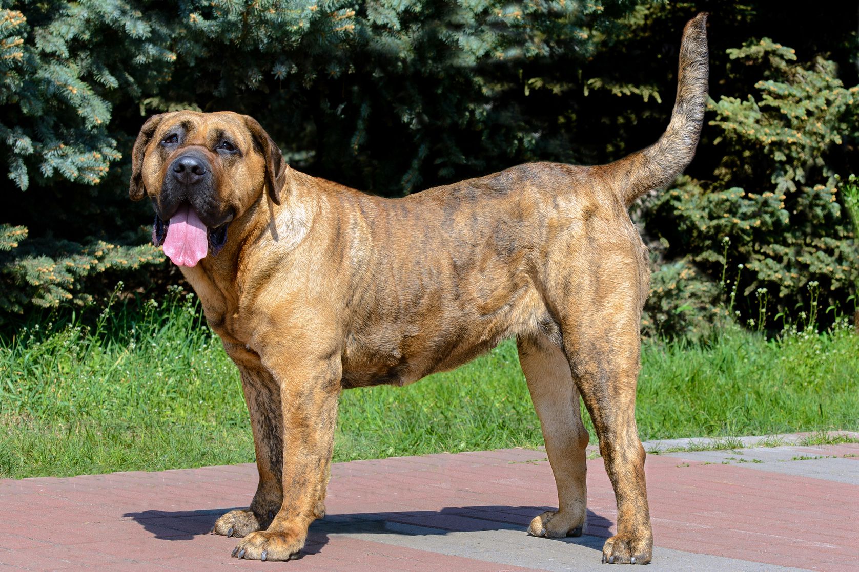 cost of presa canario