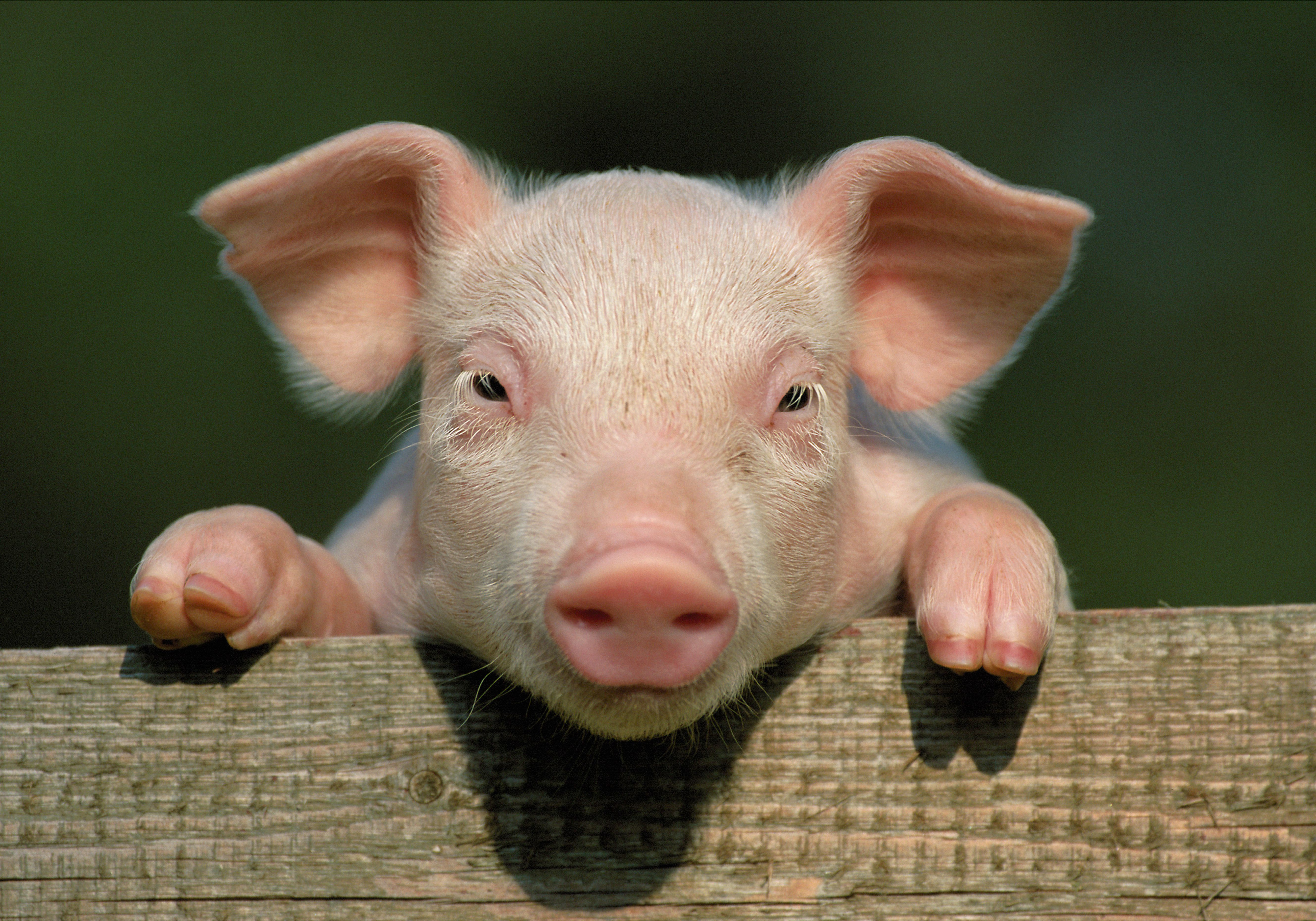 cute pig pics