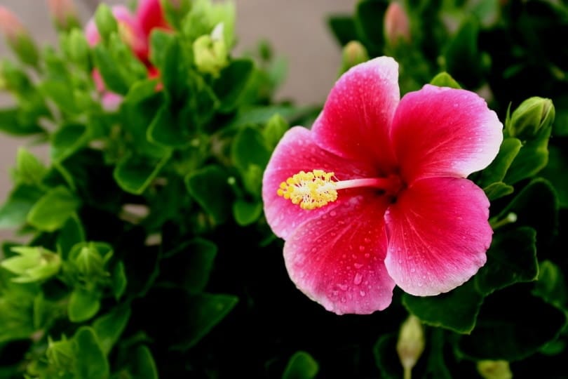 is the hibiscus plant poisonous to cats