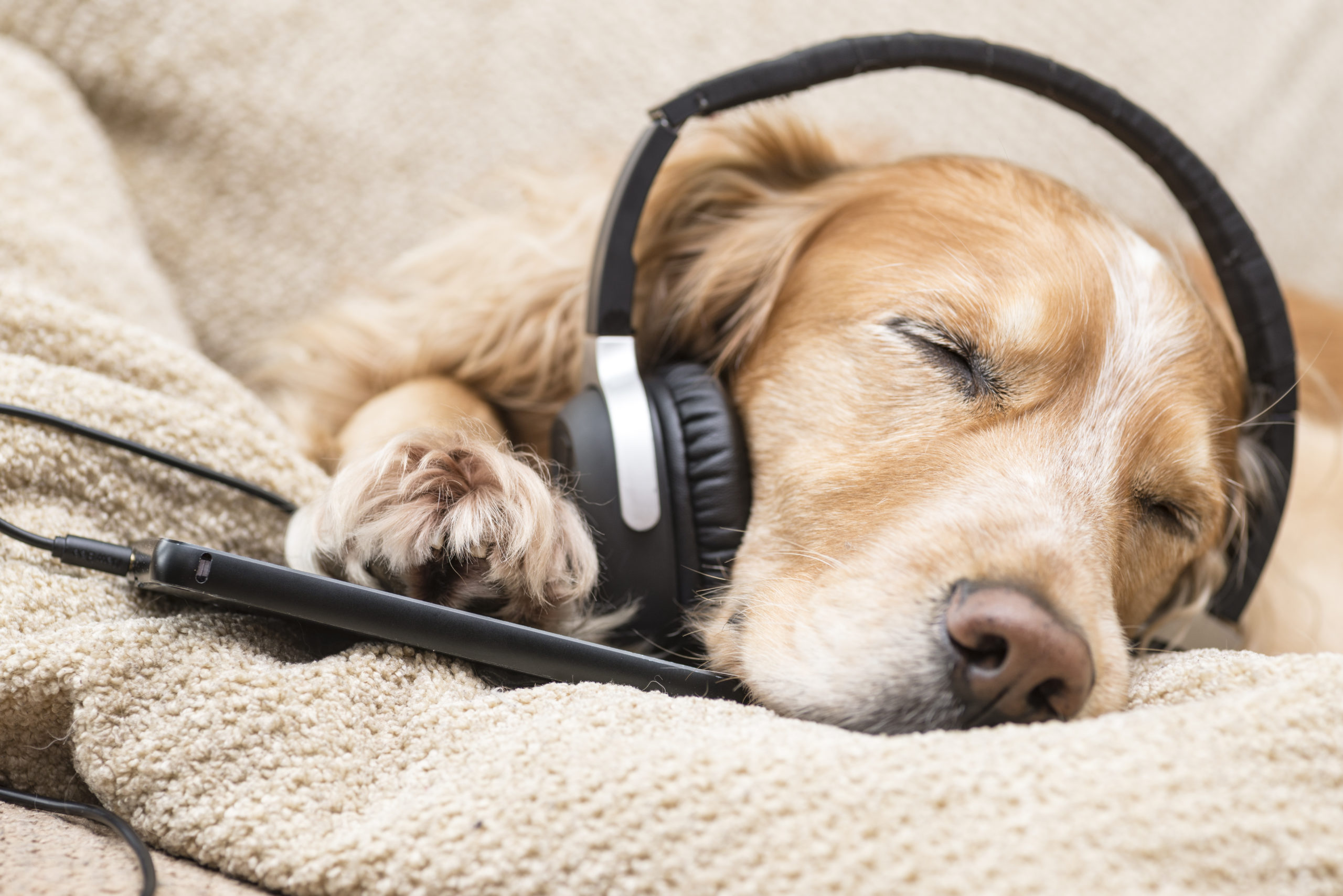 music for anxious dogs