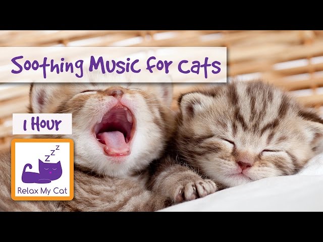 music that relaxes cats