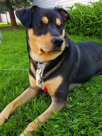 shepherd rottweiler cross