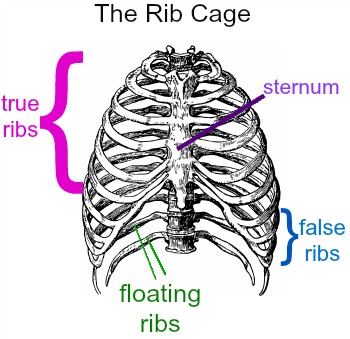 how many pairs of ribs does a human have