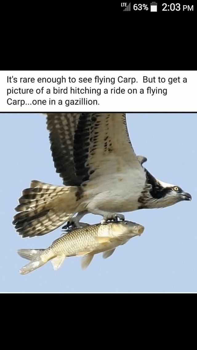 bird flying meme