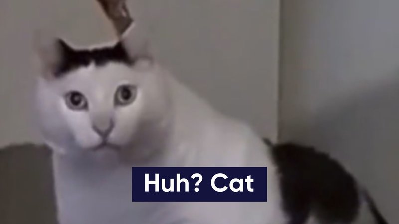 confused cat memes