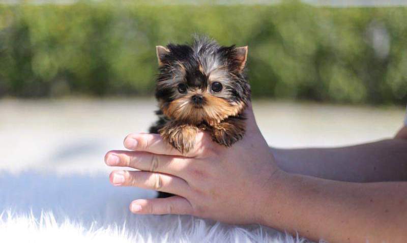 yorkshire terrier mini precio méxico