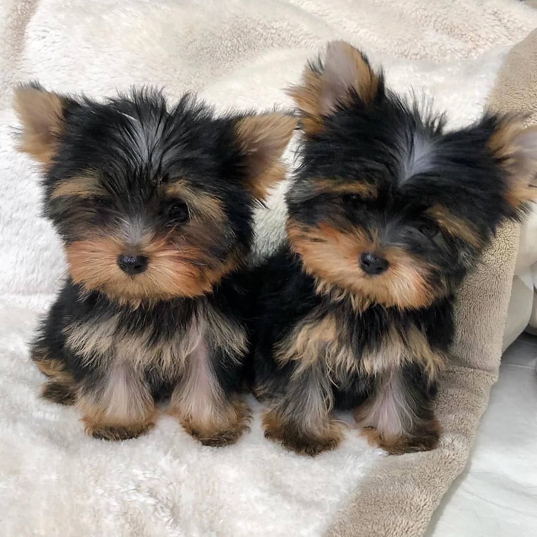 teacup yorkie