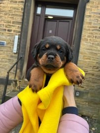 rottweiler puppies for sale leeds