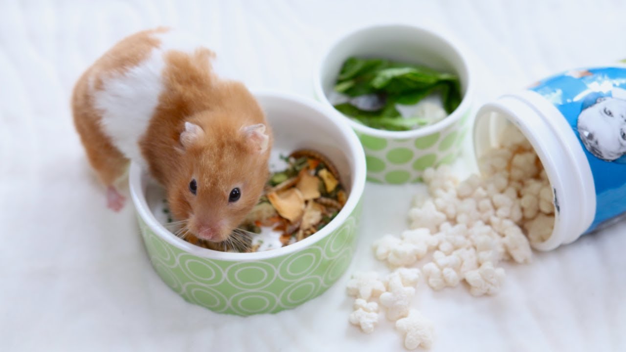 how often should you feed hamsters