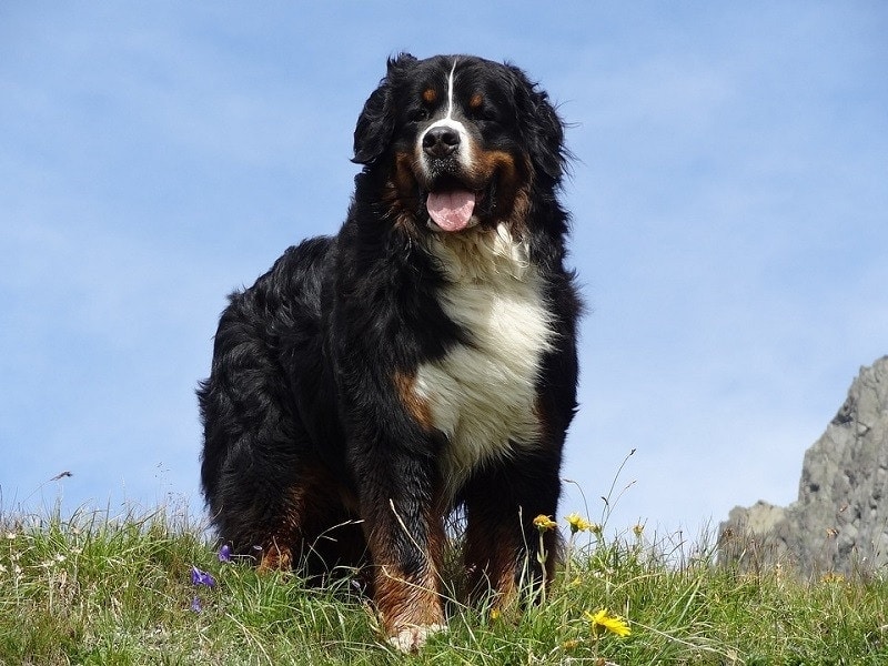 bernese mountain dog growth chart