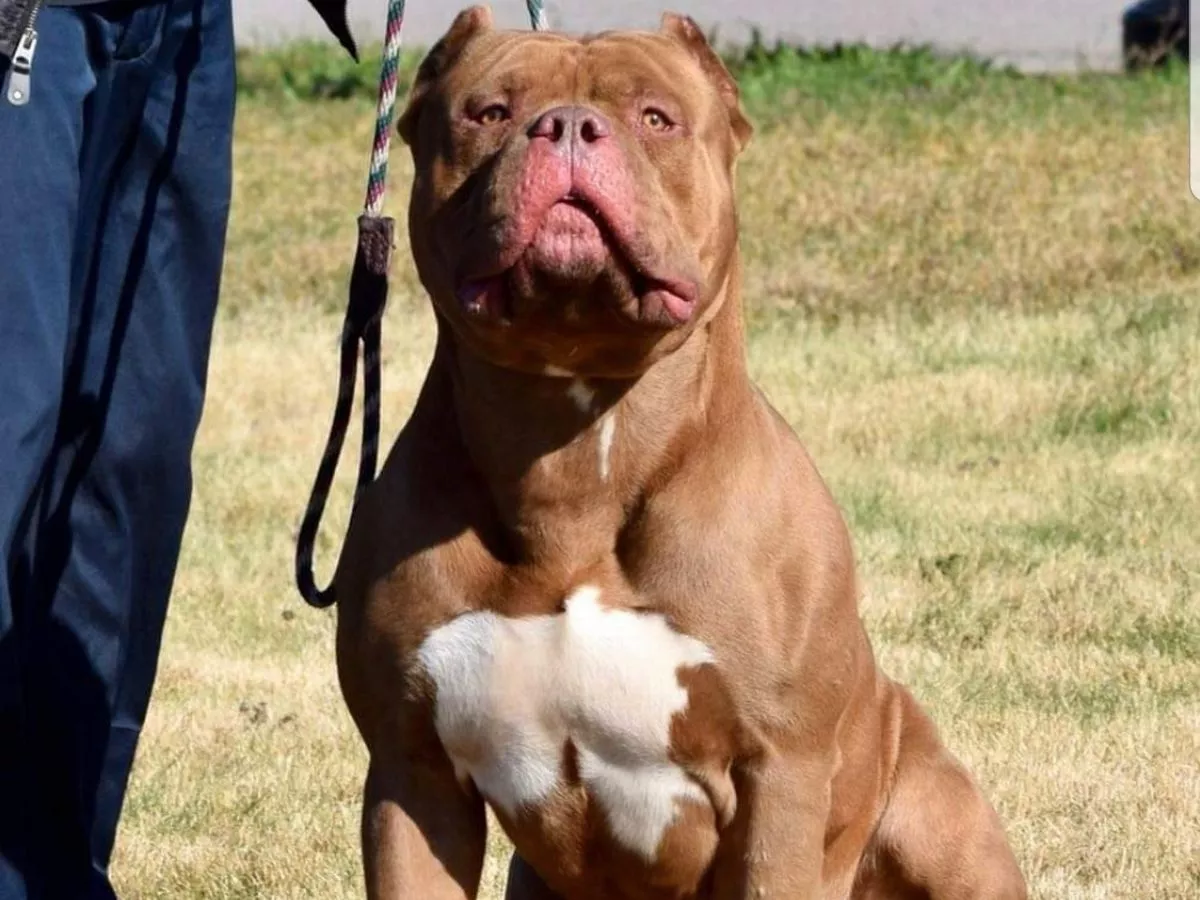 xl bully for sale