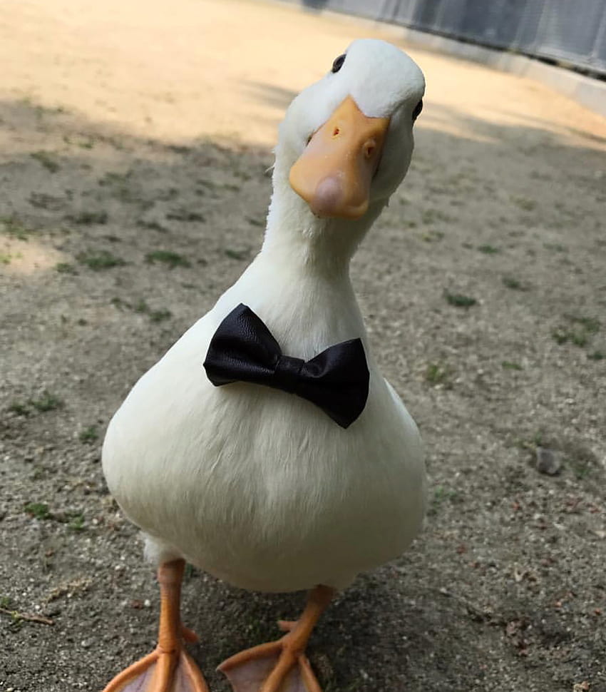 duck pfp