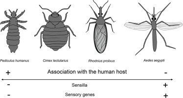 blood sucking insect crossword clue