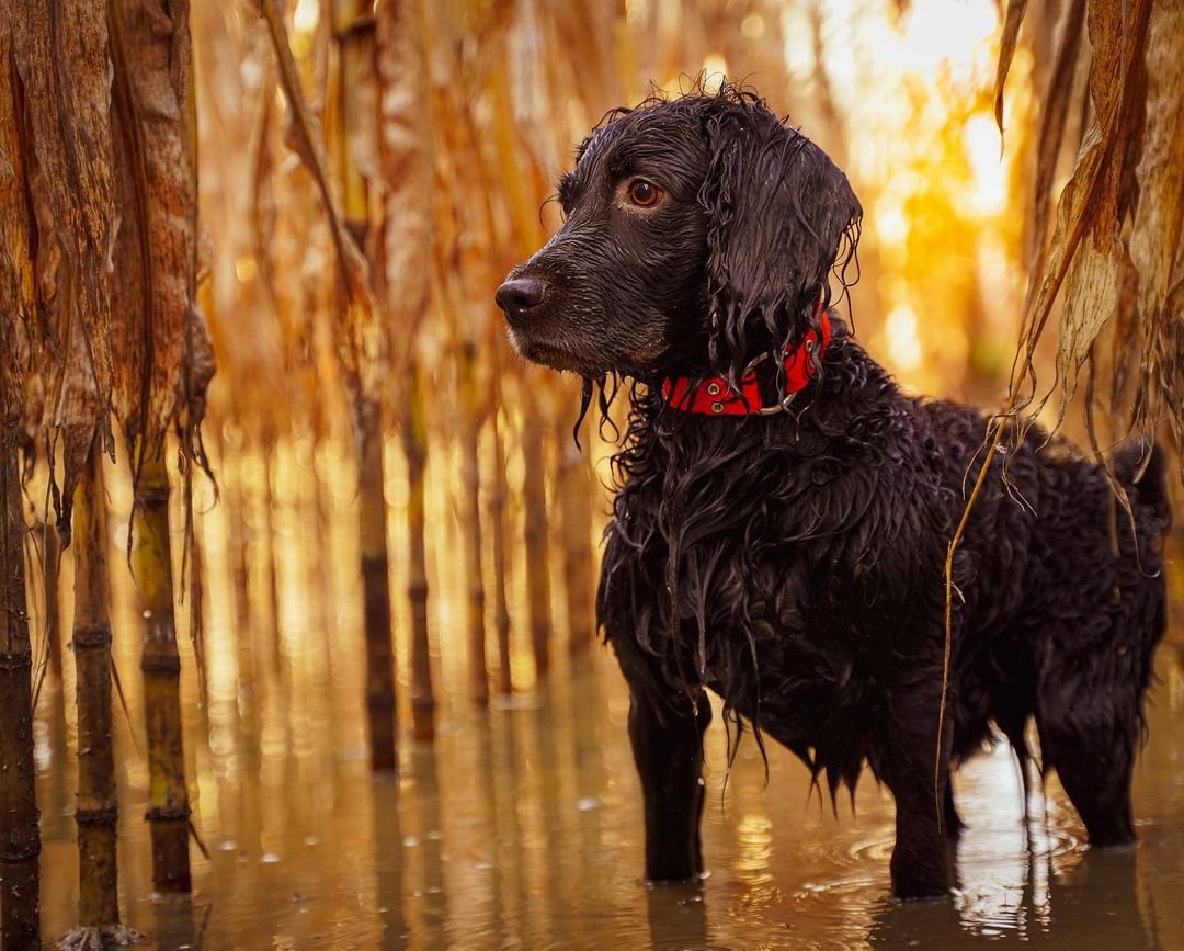 boykin spaniel pictures